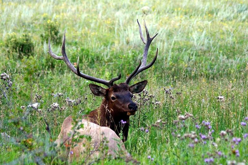Elk, Colorado