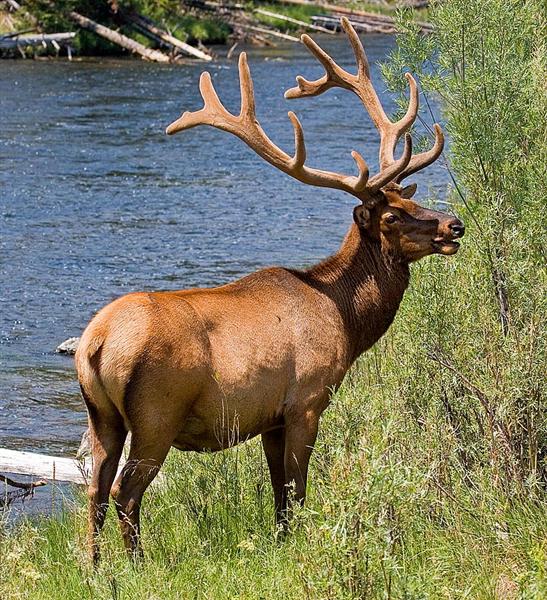 Elk, Wyoming
