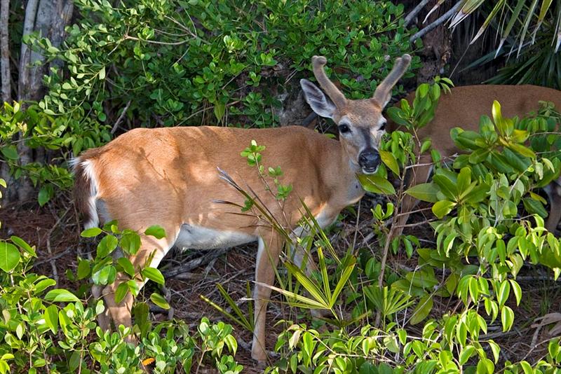 Key Deer, Florida