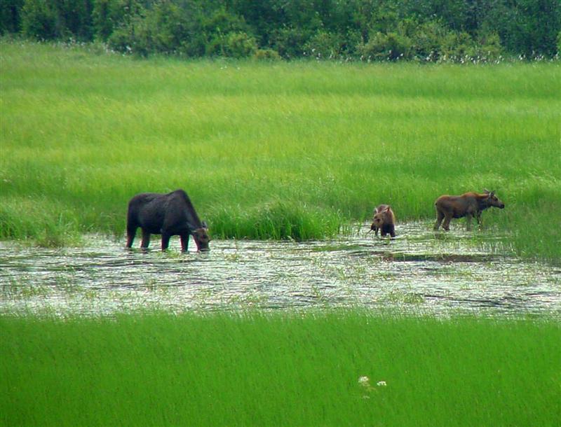 Moose Family, Alaska