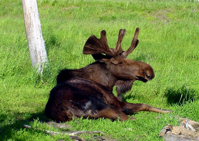 Moose, Alaska