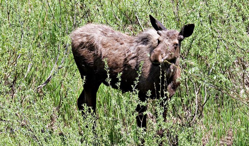 Moose, Idaho