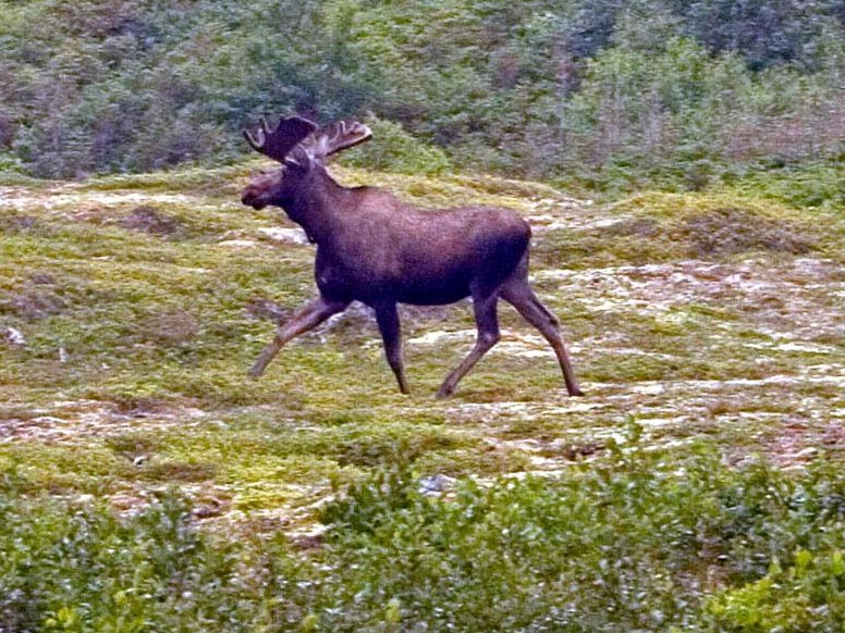Moose, Newfoundland