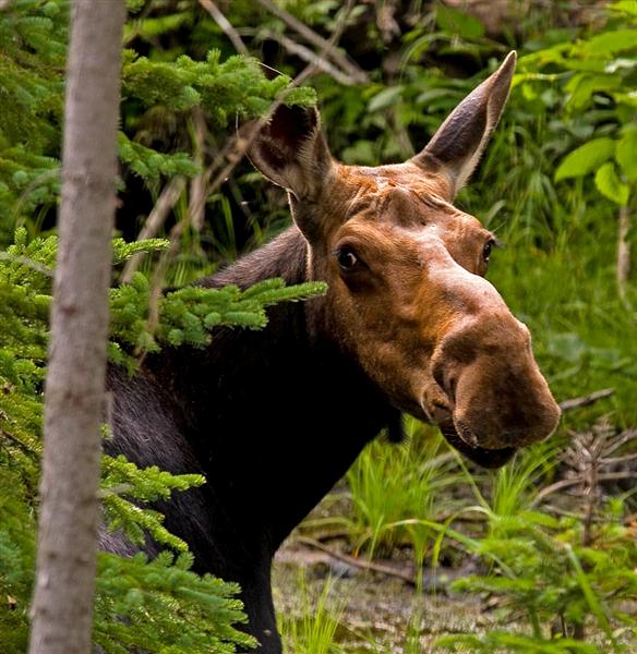 Moose, Quebec