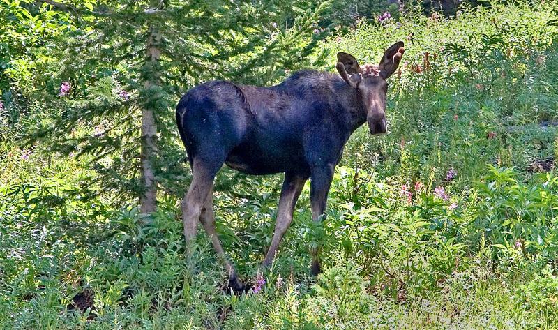 Moose, Utah