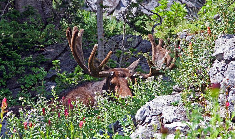 Moose, Utah