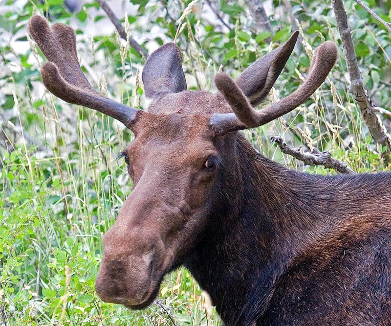 Moose, Wyoming
