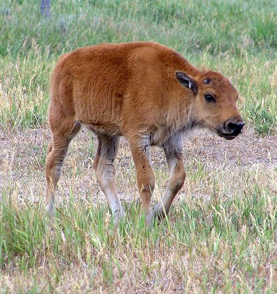 Bison Calf, Wyoming