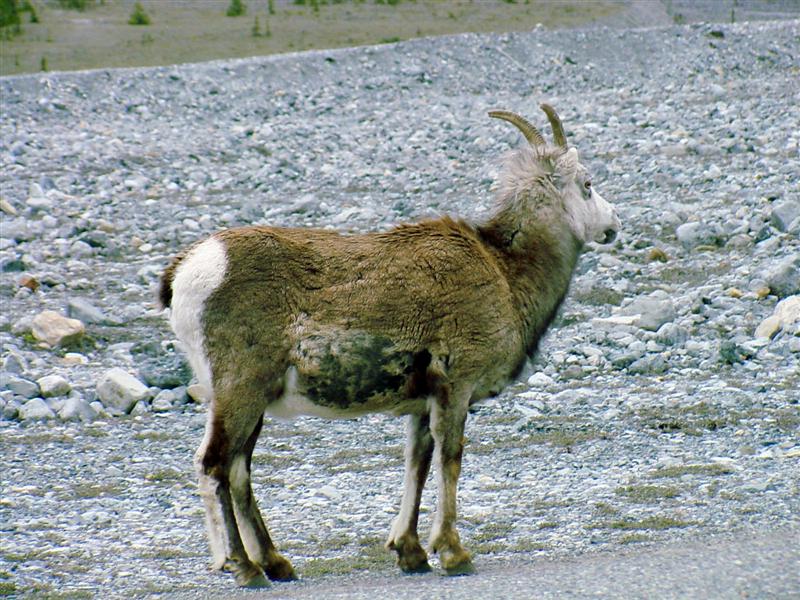 Bighorn Sheep, British Columbia