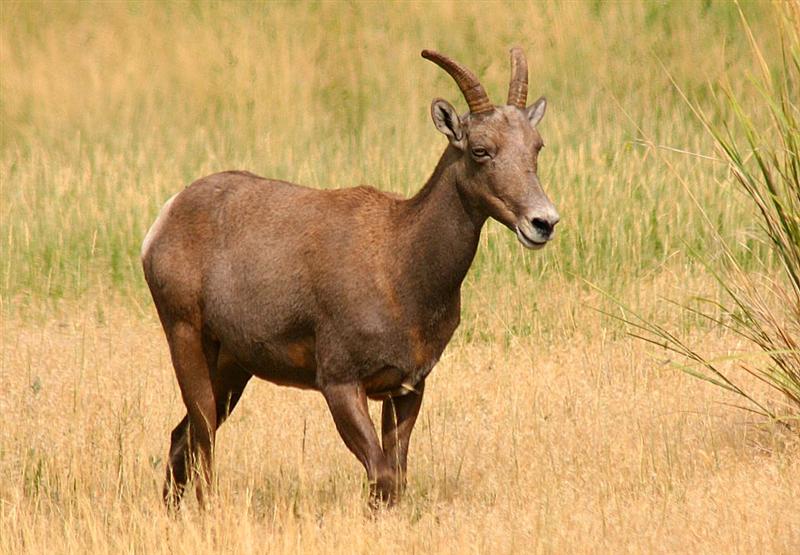 Bighorn Sheep, Colorado