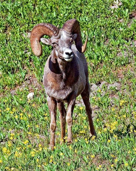 Bighorn Sheep, Montana