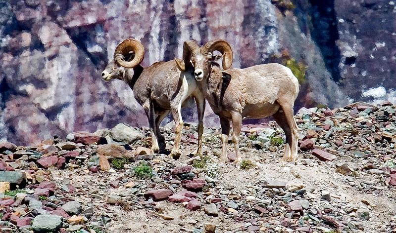 Bighorn Sheep, Montana