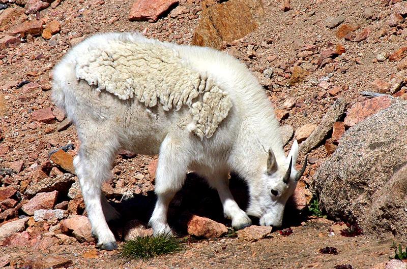 Mountain Goat, Colorado