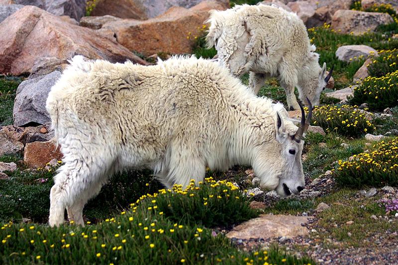 Mountain Goats, Colorado