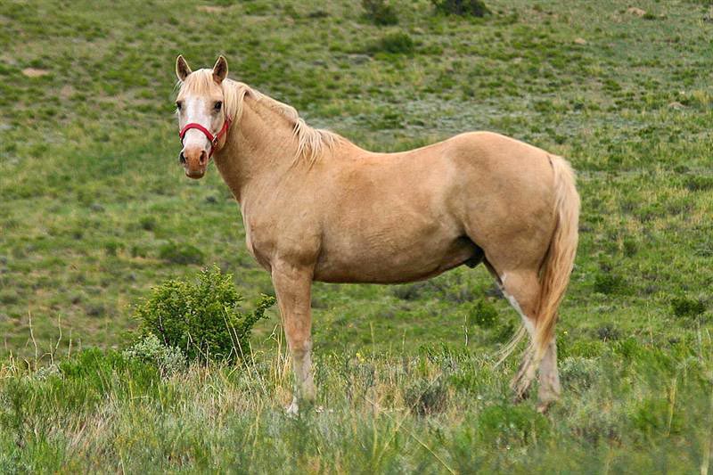 Horse, Colorado