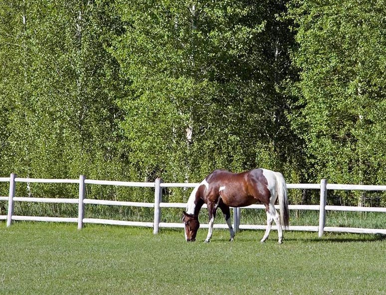 Horse, Idaho