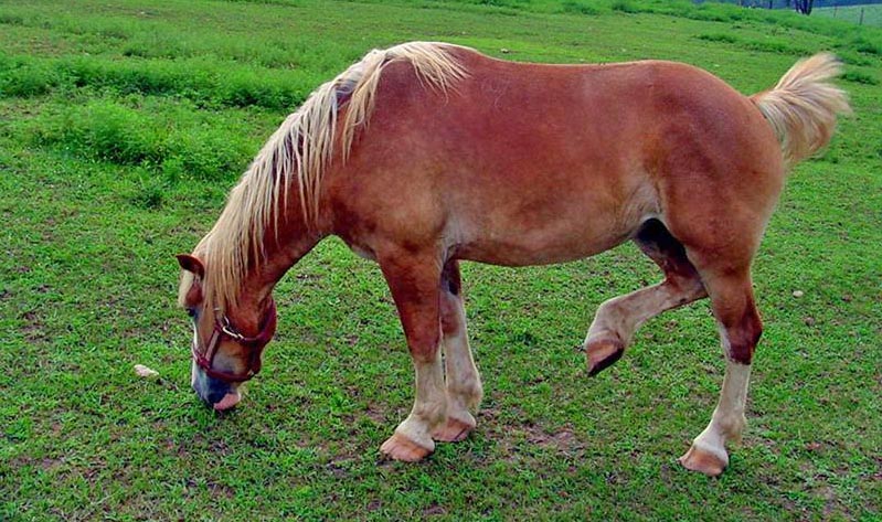 Horse, Kentucky