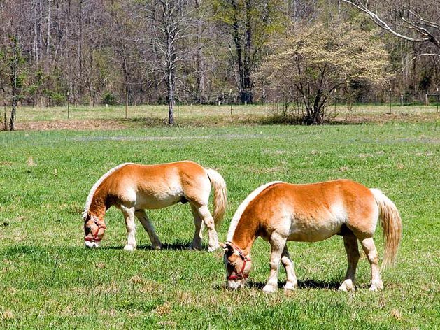 Horses, SC