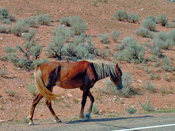 Mustang, Wyoming
