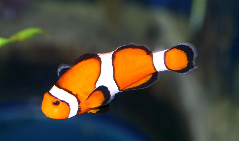 Clown Fish, Tennessee Aquarium