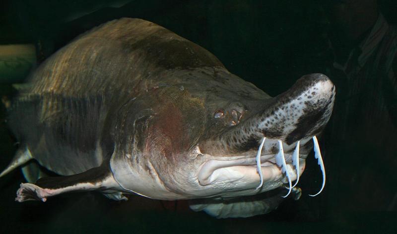 Sturgeon, Tennessee Aquarium