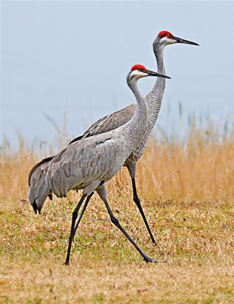  Sandhill Cranes, Florida