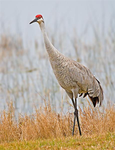  Sandhill Crane, Florida