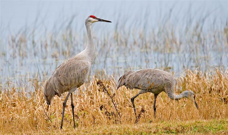  Sandhill Cranes, Florida