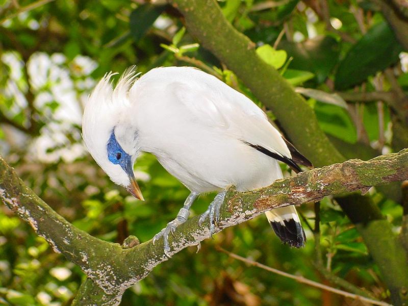 National Aviary, Pittsburgh