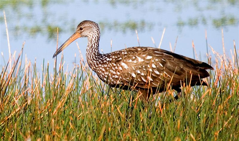 Limpkin, Florida