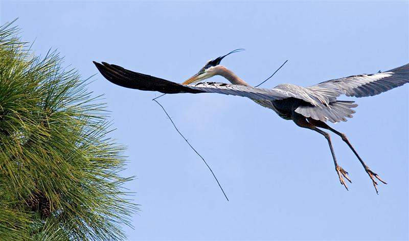  Great Blue Herons Nesting, Florida