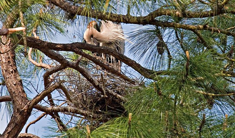  Great Blue Herons Nesting, Florida