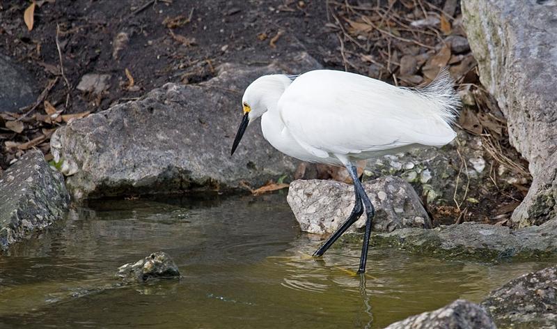 Snowy Egret, Florida