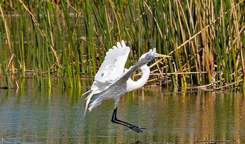   Great Egret, Florida