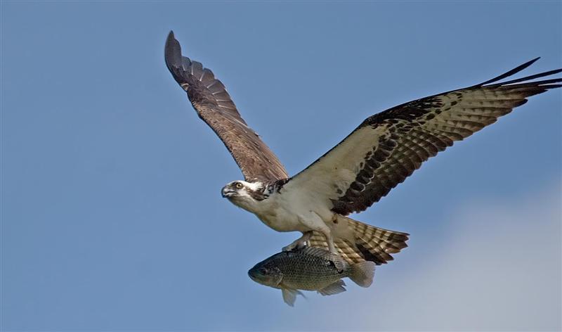 Osprey, Florida