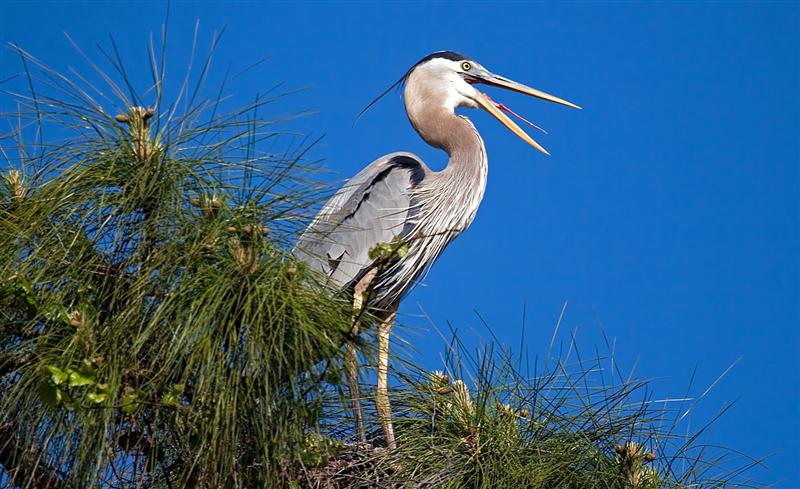  Great Blue Herons Nesting, Florida