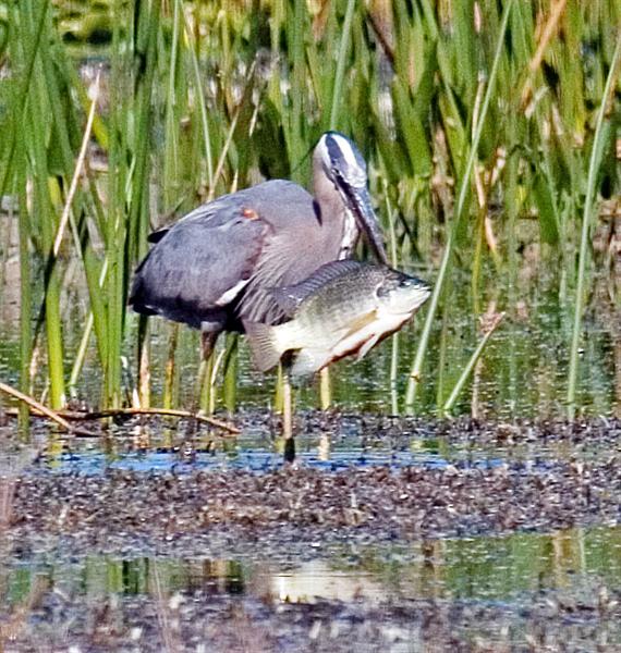  Great Blue Heron, Florida