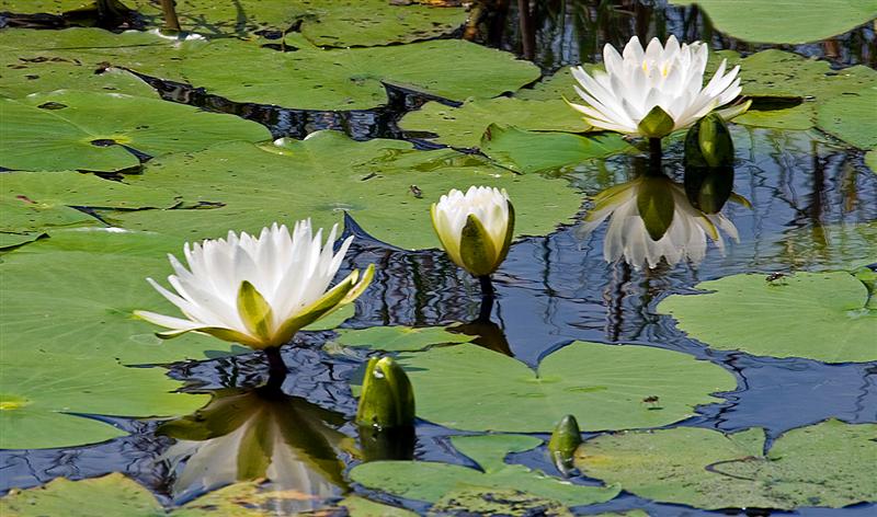 Water Lilies, Lake Seminole