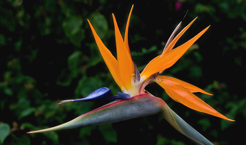 Bird of Paradise, Botanical Garden