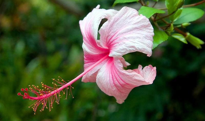 Hibiscus, Botanical Garden