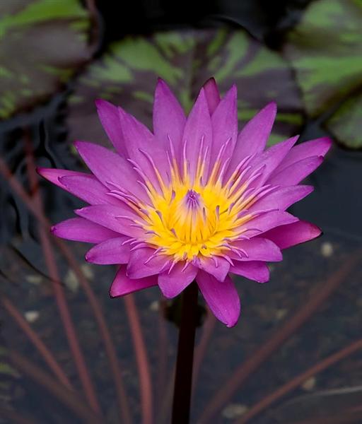 Water Lily, Botanical Garden