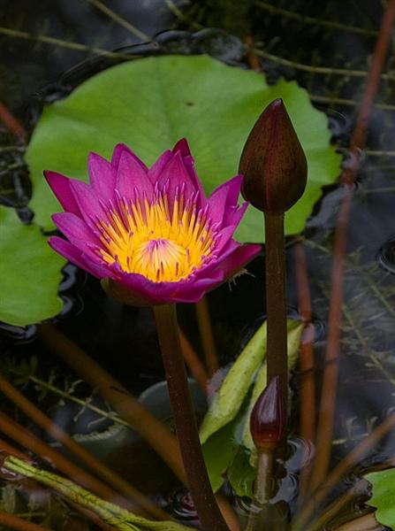 Water Lily, Botanical Garden
