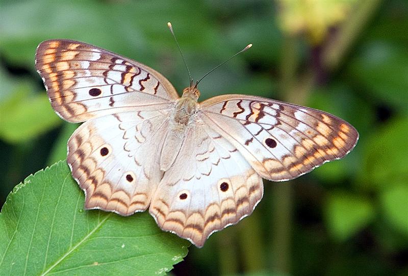 Butterfly,  Botanical Garden