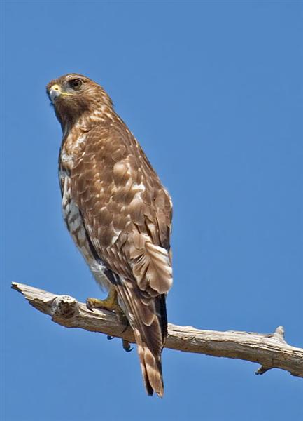 Hawk, Florida
