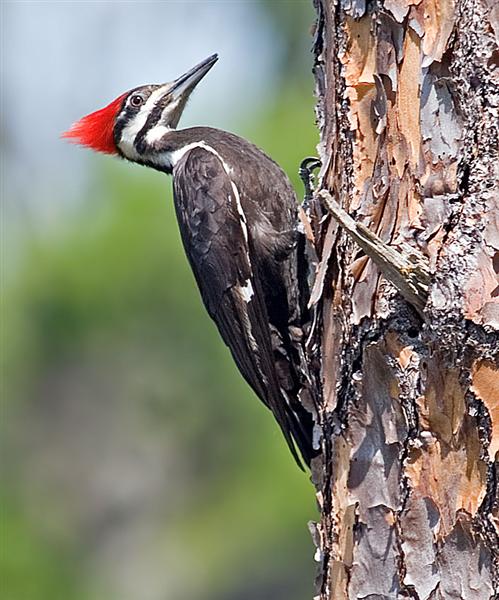 Pileated Woodpecker, Florida
