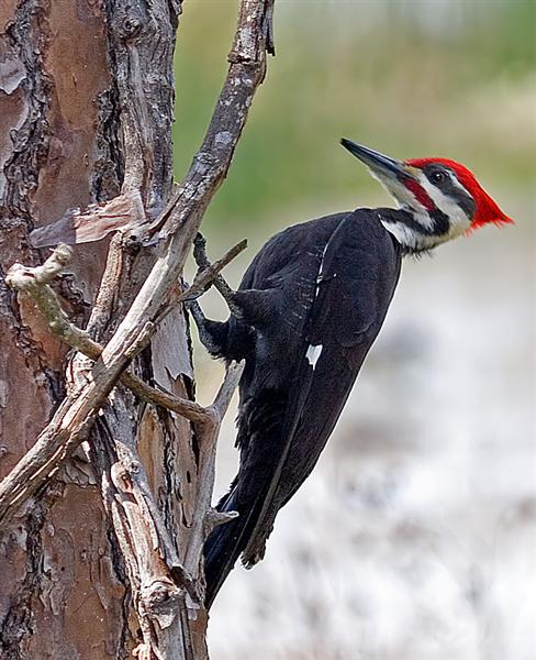 Pileated Woodpecker, Florida