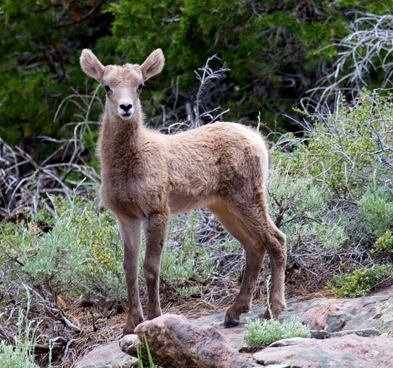 Bighorn Kid