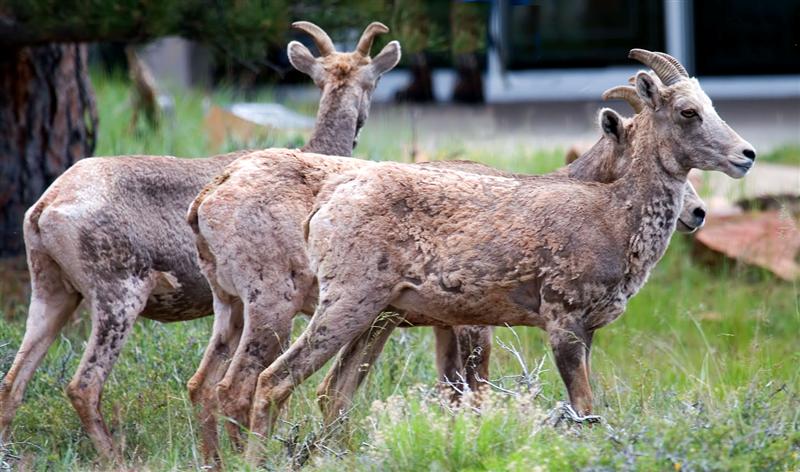 Bighorn Sheep