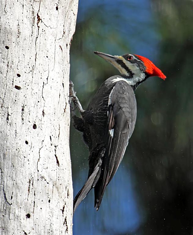 Pileated Woodpecker, Florida