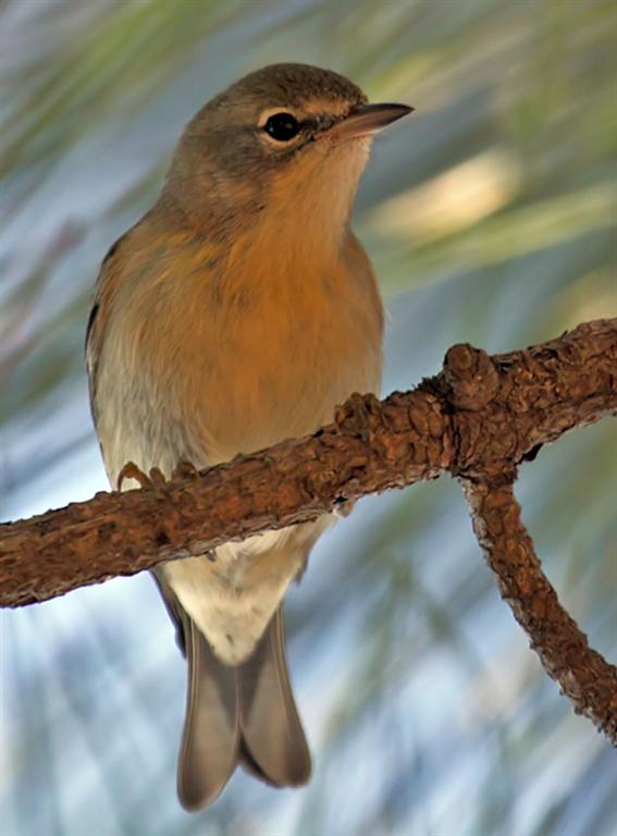 Palm Warbler, Florida